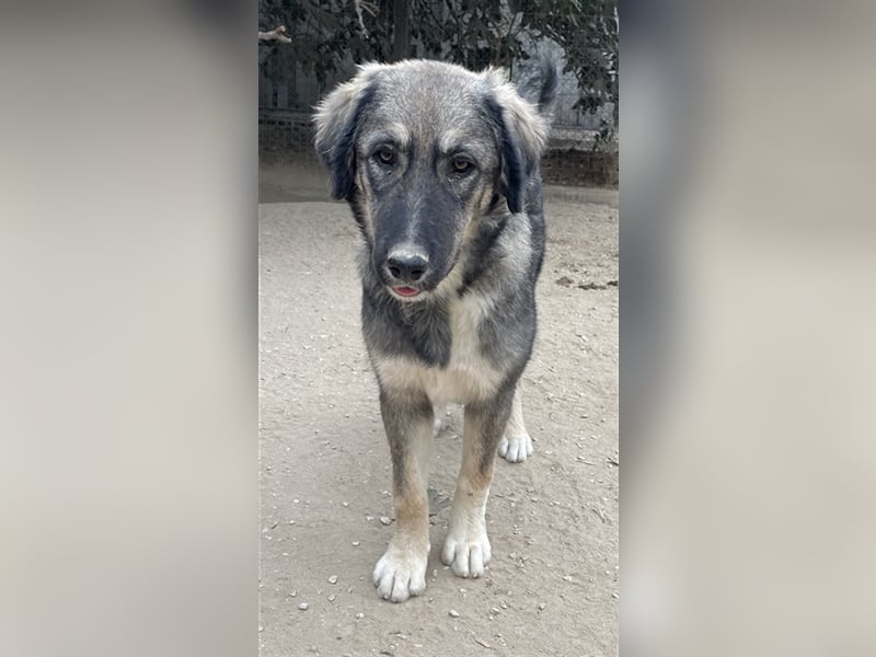 Karla, geb. ca. 03/2023, lebt in GRIECHENLAND, im städt. Tierheim Serres