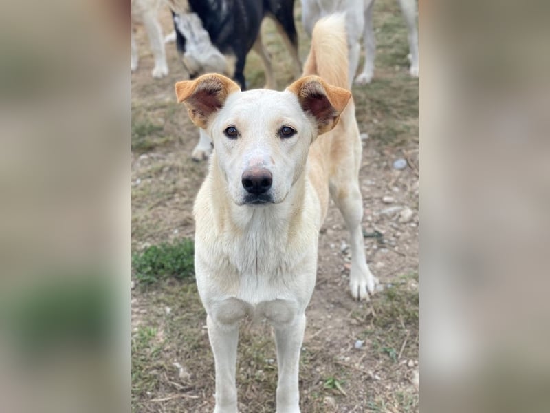 Kalena, geb. ca. 01/2025, lebt in GRIECHENLAND, im städt. Tierheim Serres