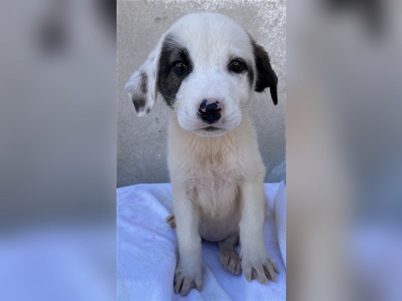 Alain, geb. ca. 06/2023, lebt in GRIECHENLAND, im städt. Tierheim Serres