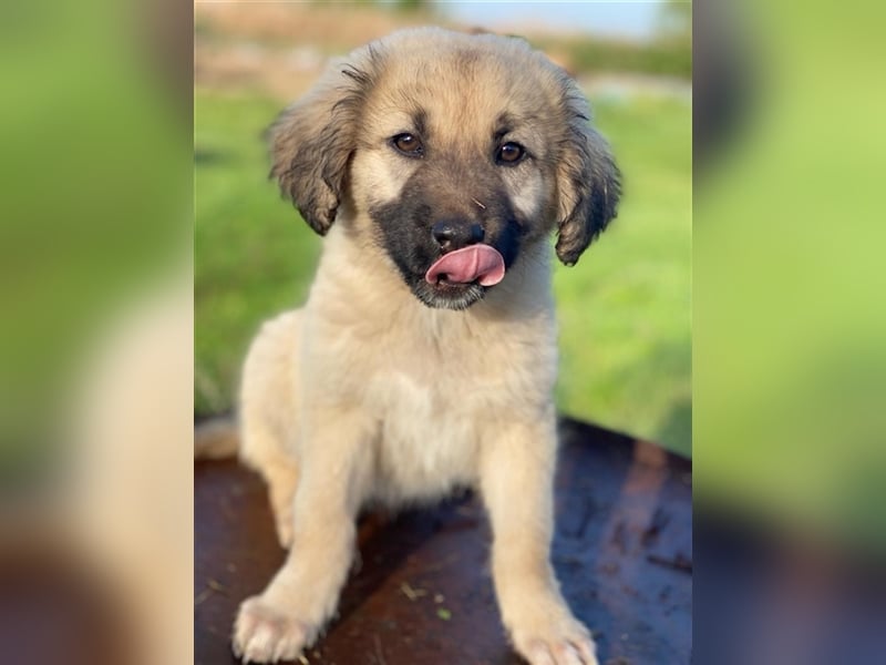 Hermine Granger, geb. ca. 12/2023, lebt in GRIECHENLAND, im städt. Tierheim Serres