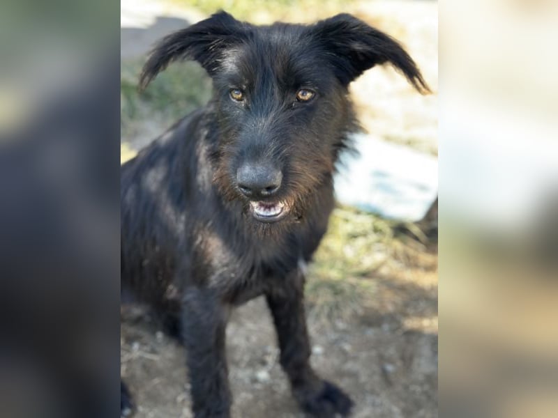 Buffy, geb. ca. 02/2025, lebt in GRIECHENLAND, auf einer privaten Pflegestelle