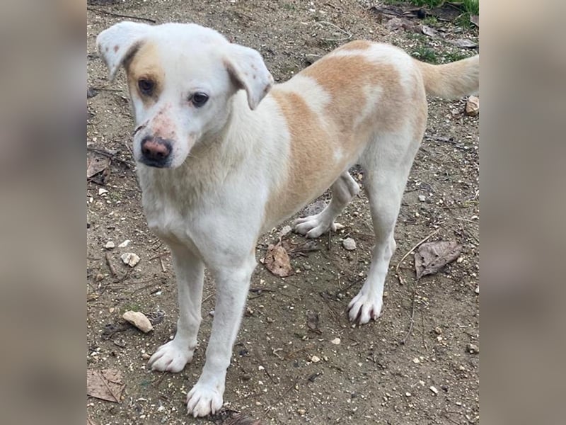 Lono, geb. ca. 06/2020, lebt in GRIECHENLAND, auf einer privaten Pflegestelle