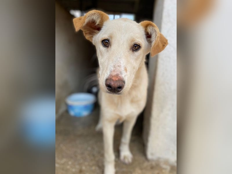 Kalena, geb. ca. 01/2025, lebt in GRIECHENLAND, im städt. Tierheim Serres