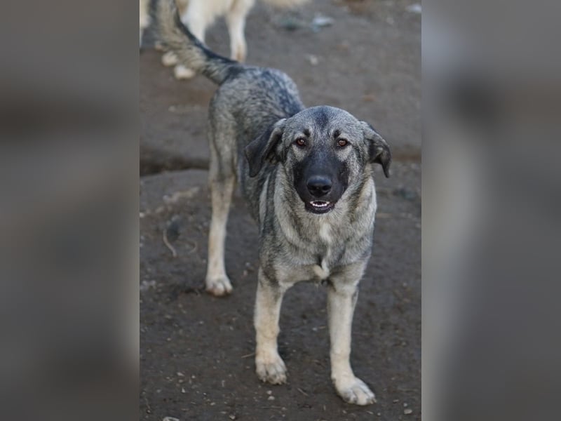 Nina Chuba, geb. ca. 02/2024, lebt in GRIECHENLAND, im städt. Tierheim Serres