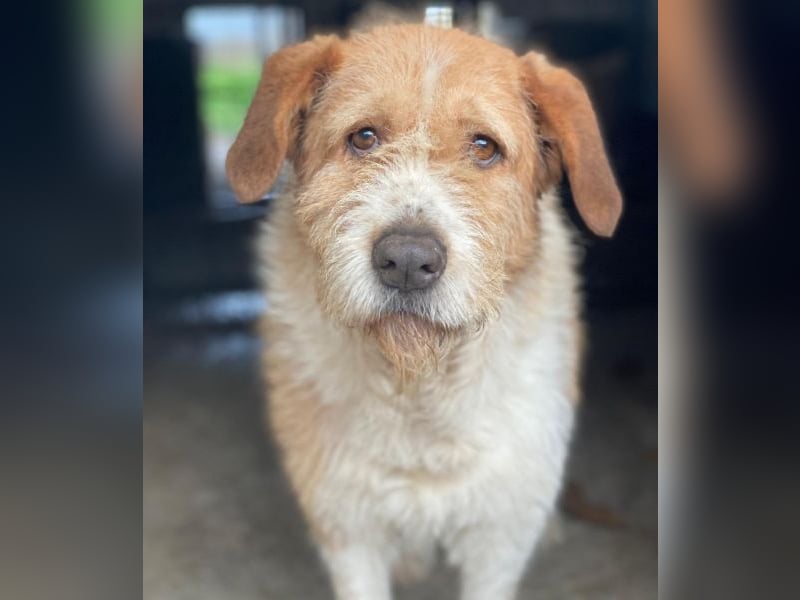 Yvaine, geb. ca. 05/2024, lebt in GRIECHENLAND, im städt. Tierheim Serres