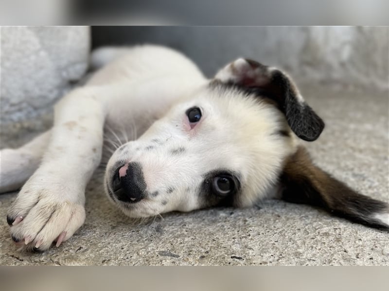 Benda, geb. ca. 06/2023, lebt in GRIECHENLAND, im städt. Tierheim Serres