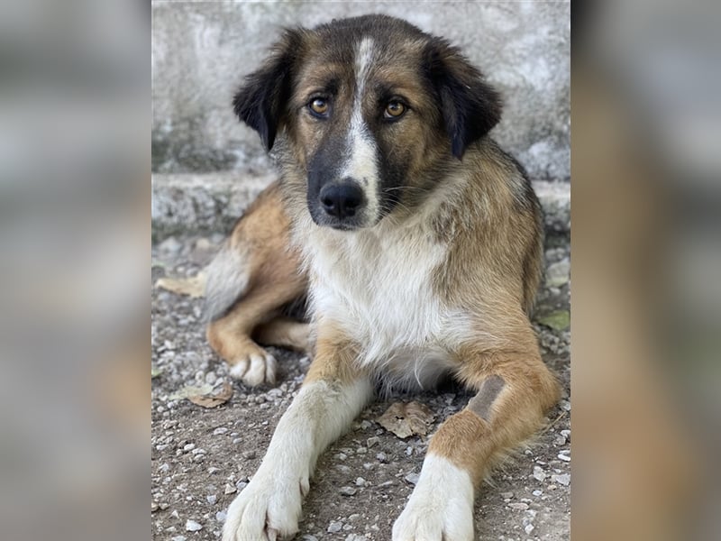 Poppi, geb. ca. 06/2021, lebt in GRIECHENLAND, im städt. Tierheim Serres