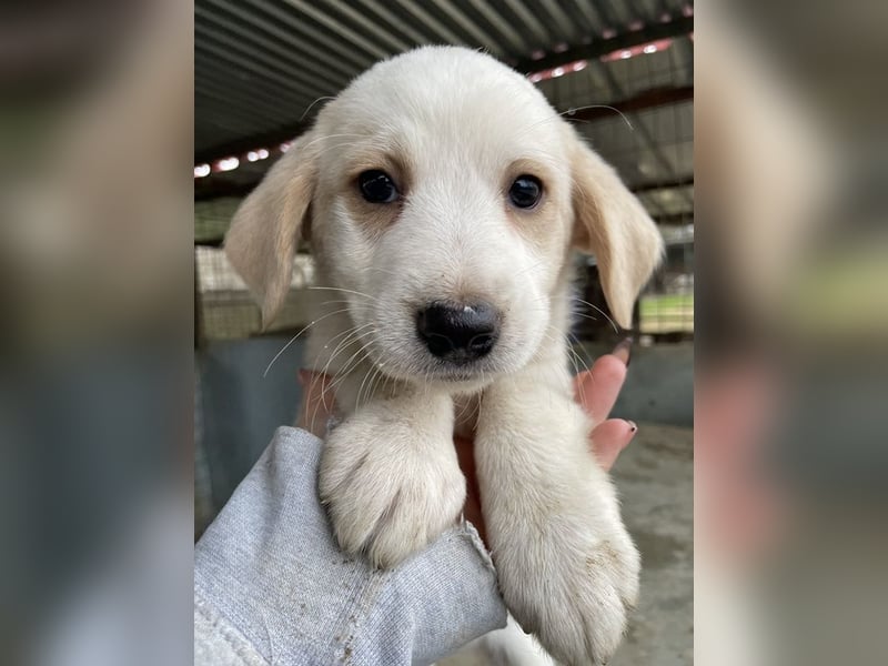 Katy, geb. ca. 11/2025, lebt in GRIECHENLAND, auf einer privaten Pflegestelle