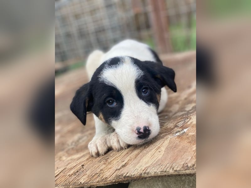 Hawaii, geb. ca. 11/2025, lebt in GRIECHENLAND, auf einer privaten Pflegestelle