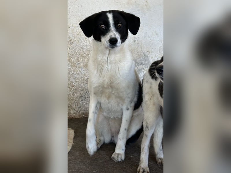 Lino, geb. ca. 03/2024, lebt in GRIECHENLAND, auf einer privaten Pflegestelle