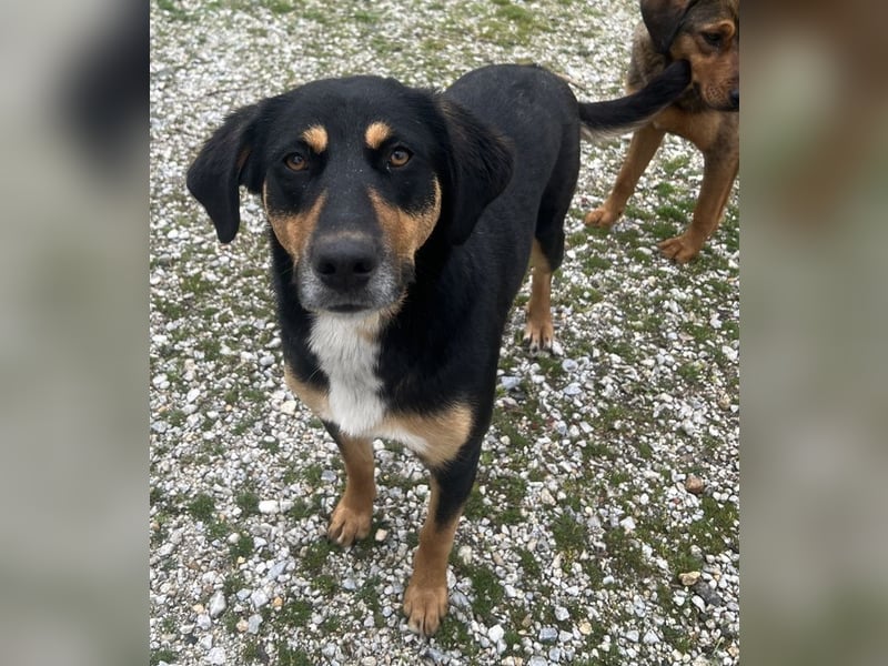 Orelle, geb. ca. 05/2024, lebt in GRIECHENLAND, auf einem Gelände, auf dem die Hunde notdürftig vers