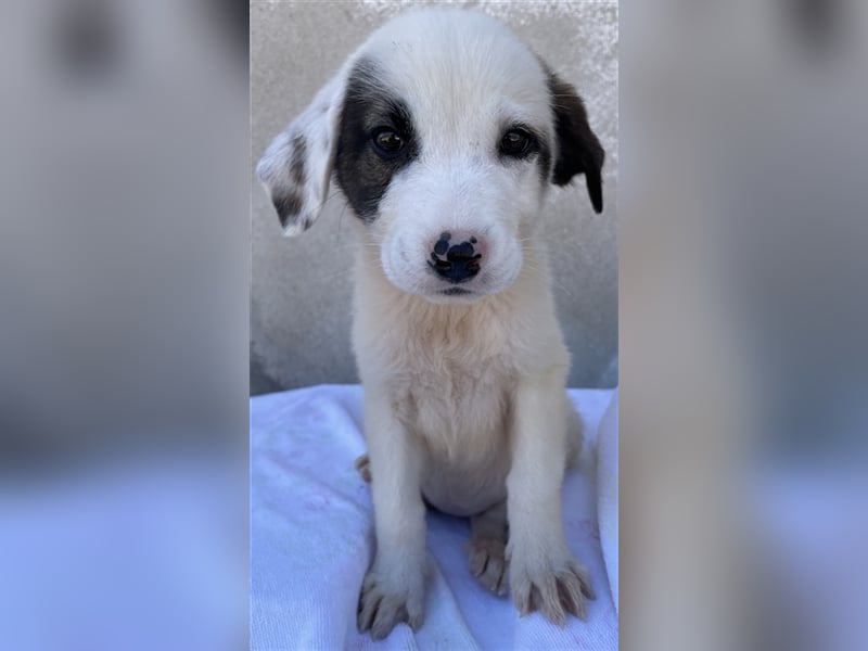 Alain, geb. ca. 06/2023, lebt in GRIECHENLAND, im städt. Tierheim Serres