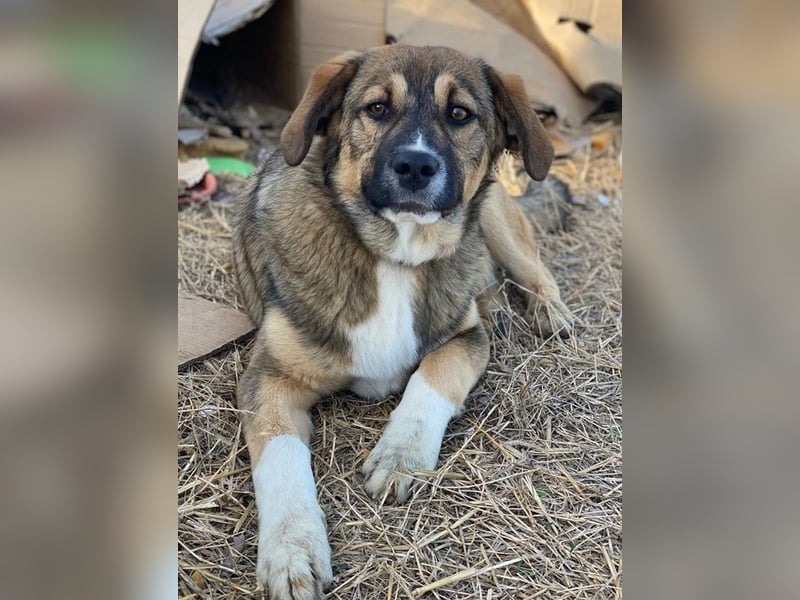 Hami, geb. ca. 09/2024, lebt in GRIECHENLAND, im städt. Tierheim Serres