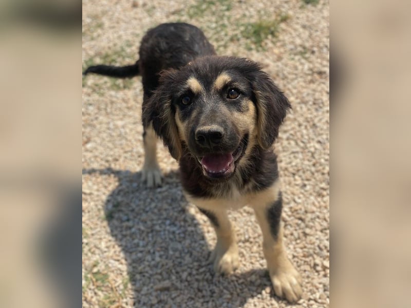 Quana, geb. ca. 02/2025, lebt in GRIECHENLAND, auf einer privaten Pflegestelle