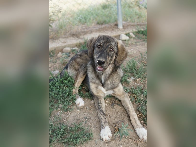 Amelie, geb. ca. 02/2024, lebt in GRIECHENLAND, im städt. Tierheim Serres