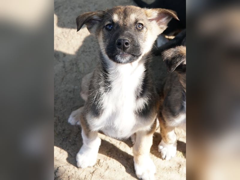 Goudy, geb. ca. 12/25, lebt in GRIECHENLAND, auf einer privaten Pflegestelle