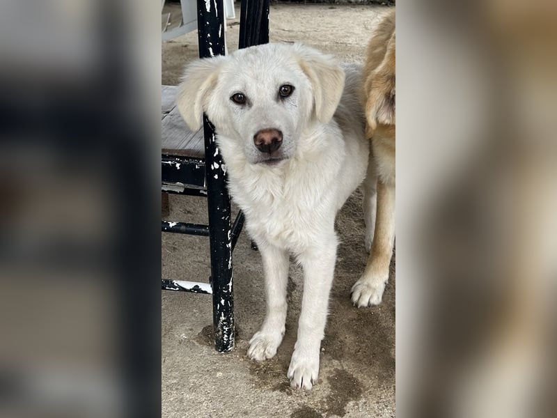 Nuala, geb. ca. 10/2024, lebt in GRIECHENLAND, auf einer privaten Pflegestelle