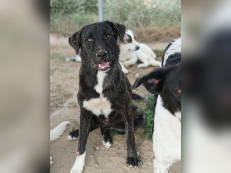 Targa, geb. ca. 12/2023, lebt in GRIECHENLAND, im städt. Tierheim Serres