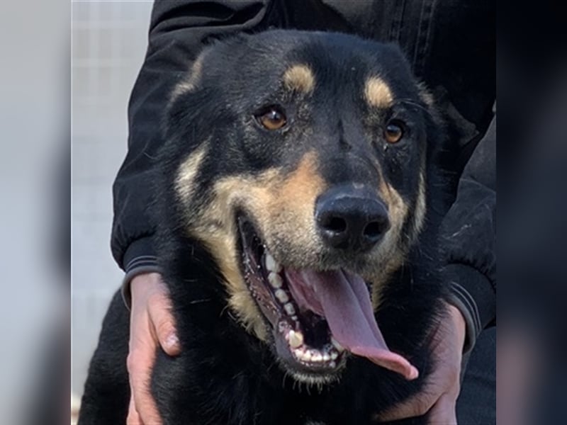 Niles, geb. ca. 05/2019, lebt in GRIECHENLAND, im städt. Tierheim Serres