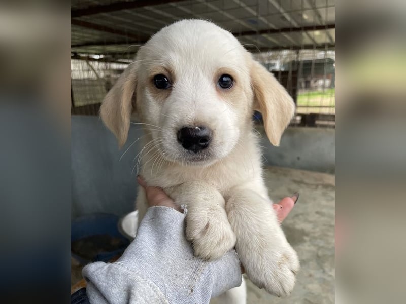 Katy, geb. ca. 11/2025, lebt in GRIECHENLAND, auf einer privaten Pflegestelle