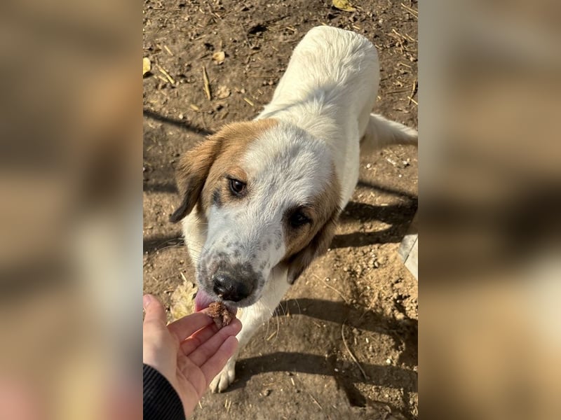 Melania, geb. ca. 01/2024, lebt in GRIECHENLAND, im städt. Tierheim Serres