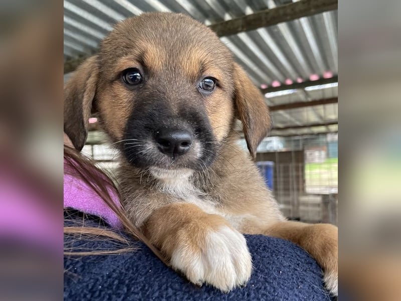 Mucki, geb. ca. 11/2025, lebt in GRIECHENLAND, auf einer privaten Pflegestelle