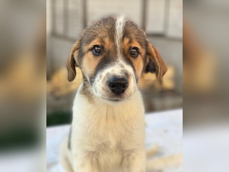 Trine, geb. ca. 05/2025, lebt in GRIECHENLAND, im städt. Tierheim Serres