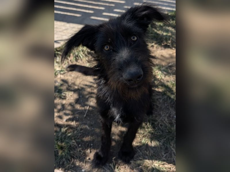 Buffy, geb. ca. 02/2025, lebt in GRIECHENLAND, auf einer privaten Pflegestelle