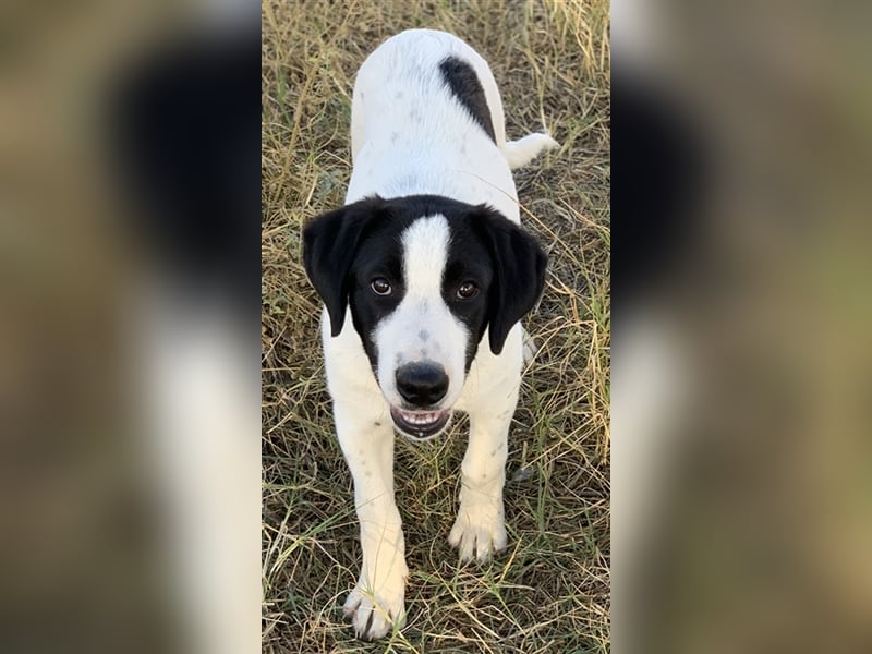 Rico, geb. ca. 05/2022, lebt in GRIECHENLAND, auf einer privaten Pflegestelle