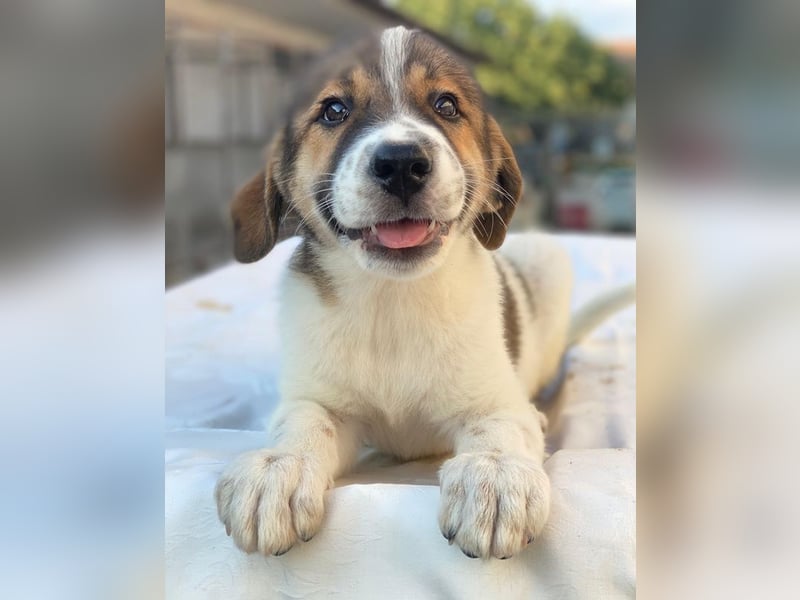 Trine, geb. ca. 05/2025, lebt in GRIECHENLAND, im städt. Tierheim Serres