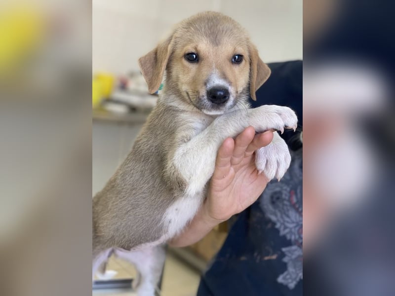 Padme, geb. ca. 04/2024, lebt in GRIECHENLAND, im städt. Tierheim Serres