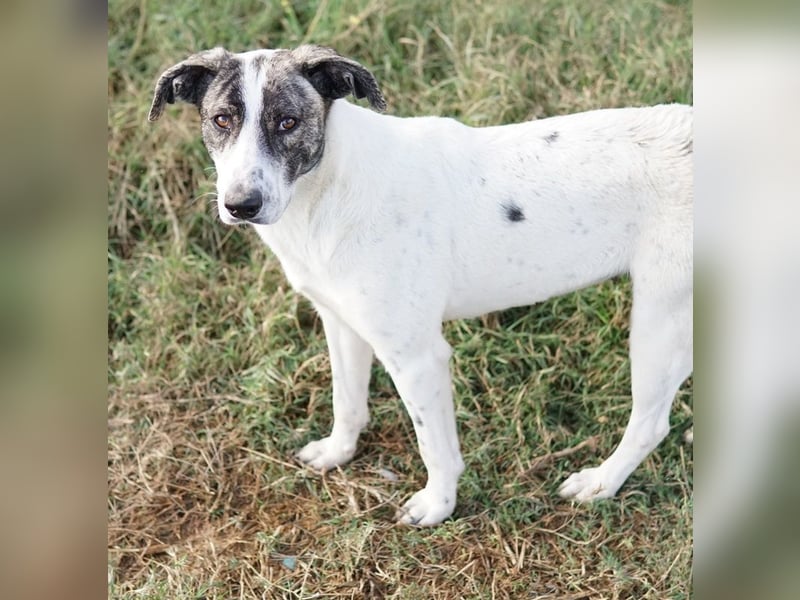 Mea, geb. ca. 11/2022, lebt in GRIECHENLAND, im städt. Tierheim Serres