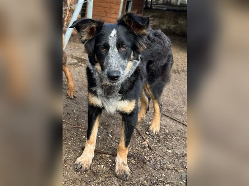 Talom, geb. ca. 03/2022, lebt in GRIECHENLAND, auf einer privaten Pflegestelle