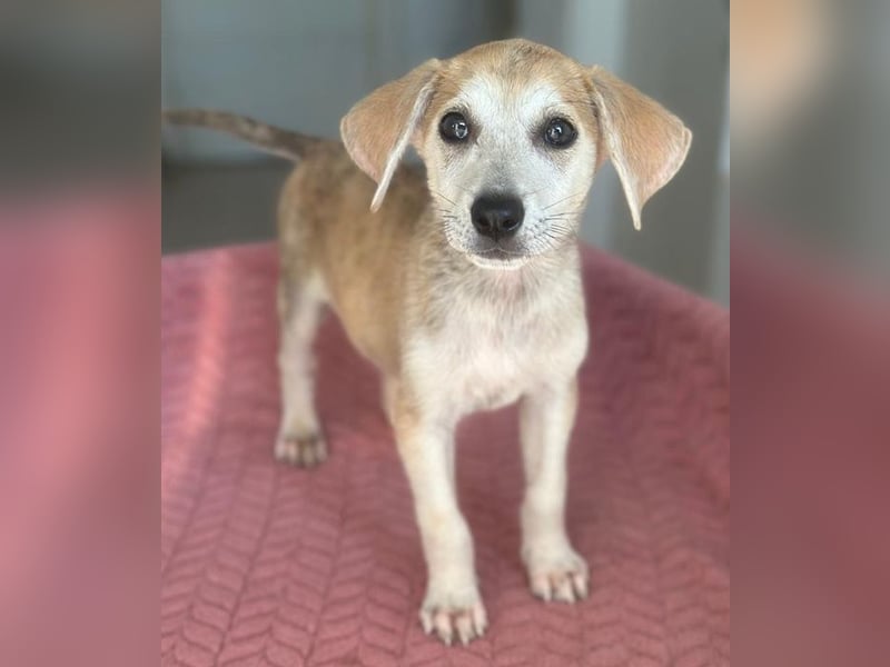 Rosie, geb. ca. 05/2026, lebt in GRIECHENLAND, im städt. Tierheim Serres
