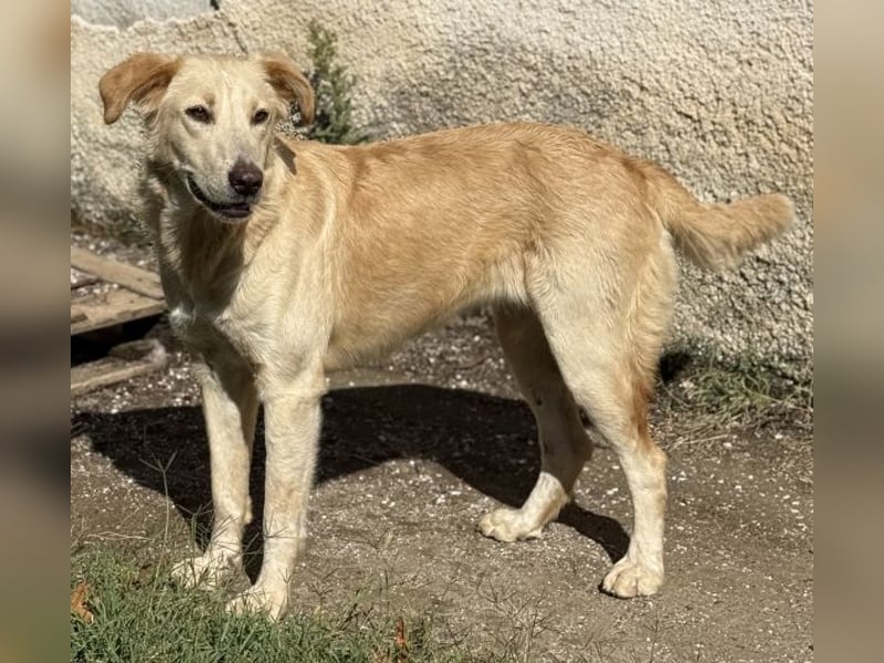 Liova, geb. ca. 10/2024, lebt in GRIECHENLAND, auf einem Gelände, auf dem die Hunde notdürftig verso