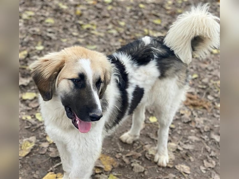 Otys, geb. ca. 03/2022, lebt in GRIECHENLAND, im städt. Tierheim Serres