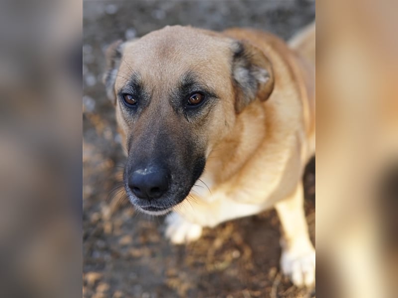 Wilhelmine Johanna, geb. ca. 10/2019, lebt in GRIECHENLAND, im städt. Tierheim Serres