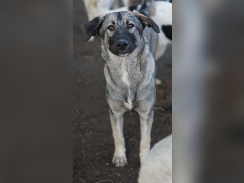 Nina Chuba, geb. ca. 02/2024, lebt in GRIECHENLAND, im städt. Tierheim Serres