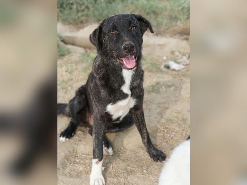 Targa, geb. ca. 12/2023, lebt in GRIECHENLAND, im städt. Tierheim Serres