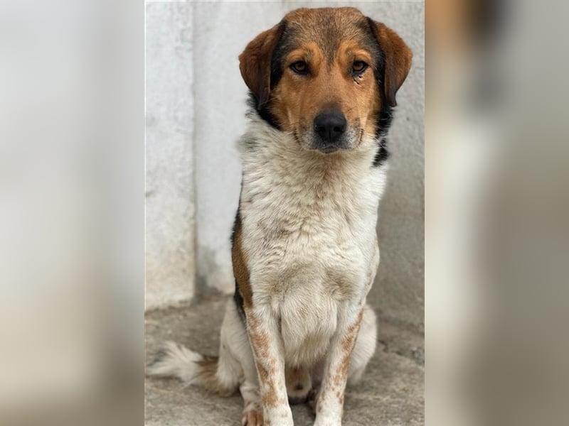 Noah, geb. ca. 10/2020, lebt in GRIECHENLAND, im städt. Tierheim Serres