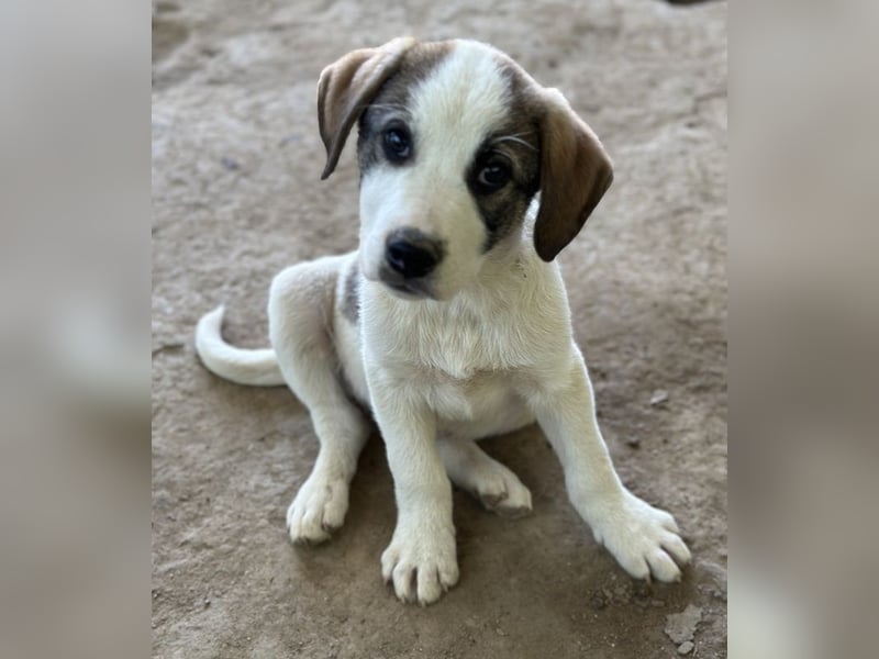 Zengo, geb. ca. 02/2025, lebt in GRIECHENLAND, auf einer privaten Pflegestelle