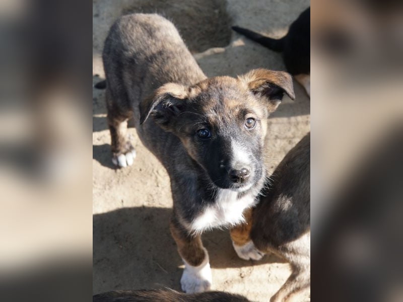 Corbel, geb. ca. 12/25, lebt in GRIECHENLAND, auf einer privaten Pflegestelle