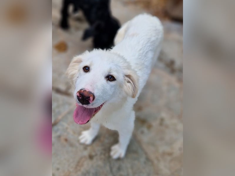 Frauke, geb. ca. 11/2023, lebt in GRIECHENLAND, auf einer privaten Pflegestelle