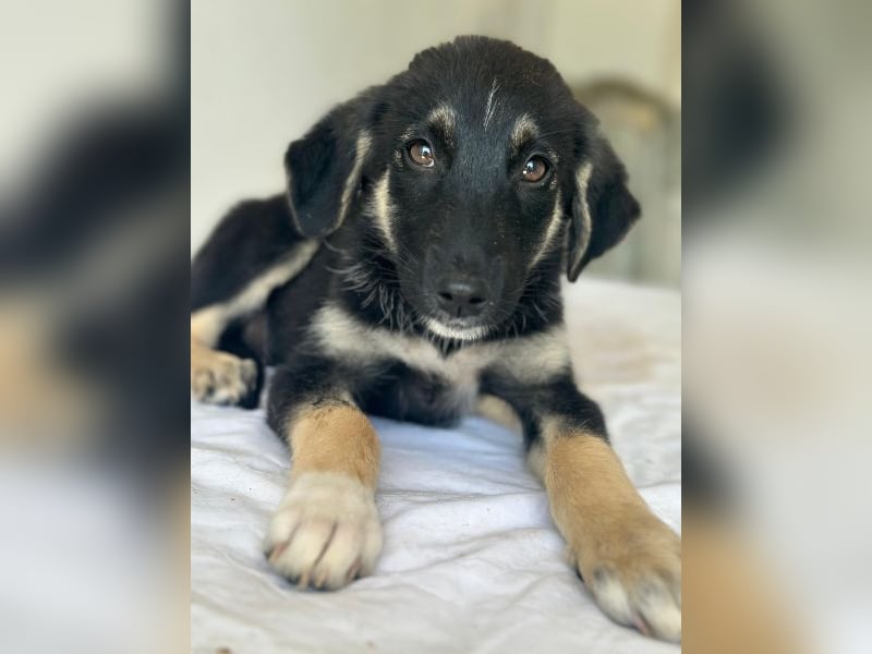 Elina, geb. ca. 03/2026, lebt in GRIECHENLAND, im städt. Tierheim Serres
