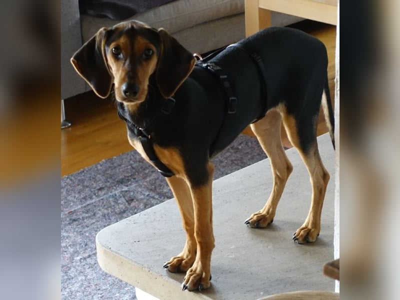 Solen, geb. ca. 04/2025, lebt bei einem Ehepaar in 79733 Görwihl Solen, geb. ca. 04/2025, lebt bei einem Ehepaar in 79733 Görwihl