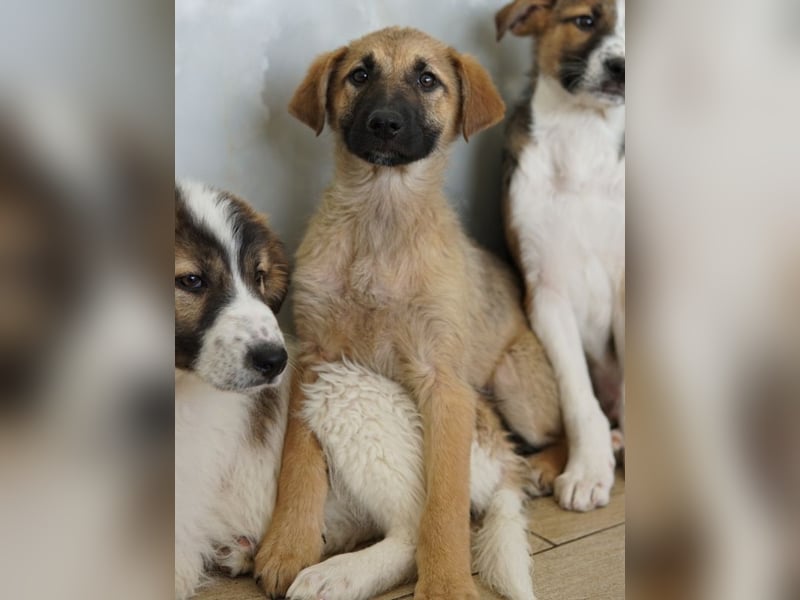 Anja, geb. ca. 12/2025, lebt in GRIECHENLAND, auf einer privaten Pflegestelle