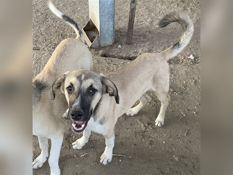 Peterchen, geb. ca. 03/2023, lebt in GRIECHENLAND, im städt. Tierheim Serres