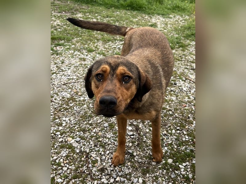 Valmira, geb. ca. 05/2024, lebt in GRIECHENLAND, auf einem Gelände, auf dem die Hunde notdürftig ver