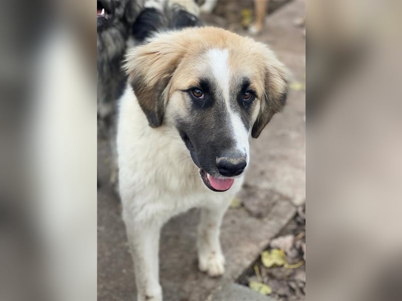 Otys, geb. ca. 03/2022, lebt in GRIECHENLAND, im städt. Tierheim Serres