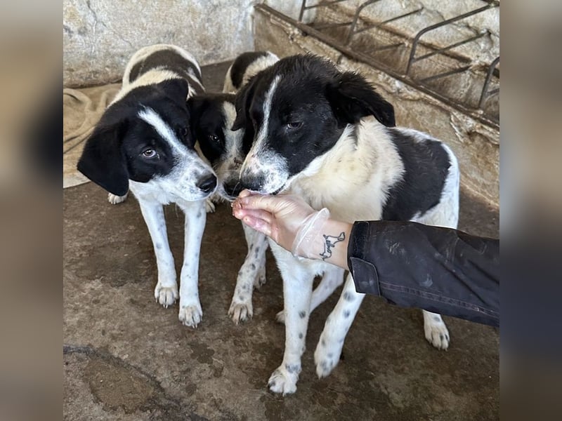 Lino, geb. ca. 03/2024, lebt in GRIECHENLAND, auf einer privaten Pflegestelle